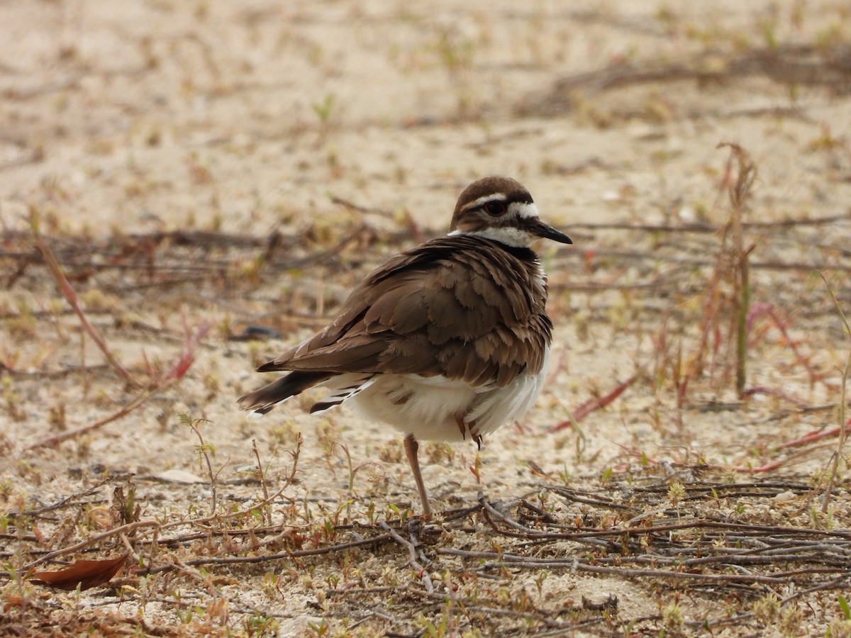 Killdeer - Maura Powers