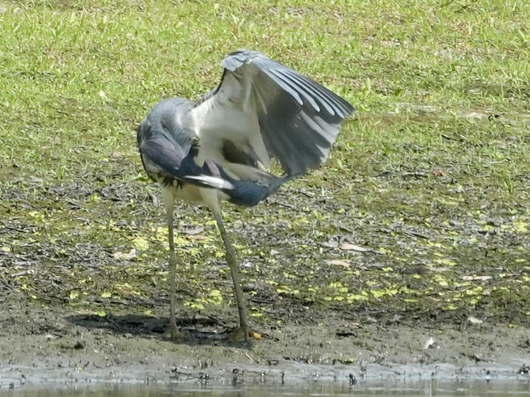 Tricolored Heron - Tami Reece