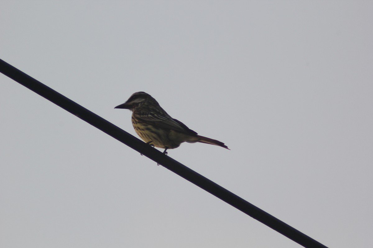 Streaked Flycatcher - Carlos Javier Tec