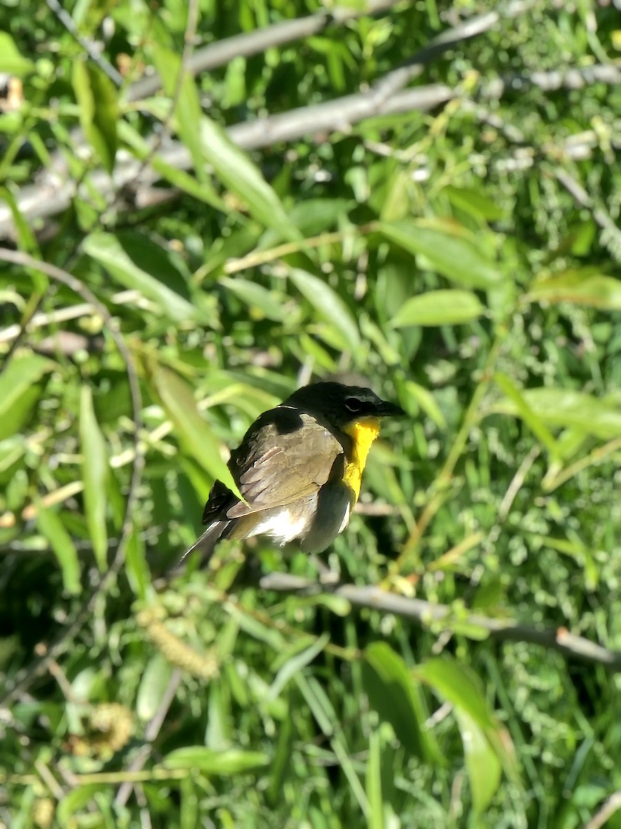 Yellow-breasted Chat - Andrew Masters