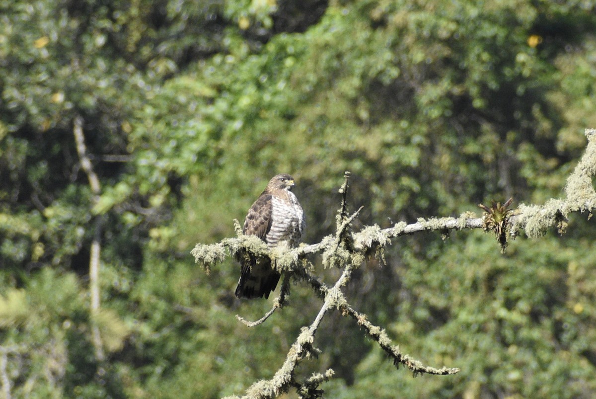 Broad-winged Hawk - Eli Anderson