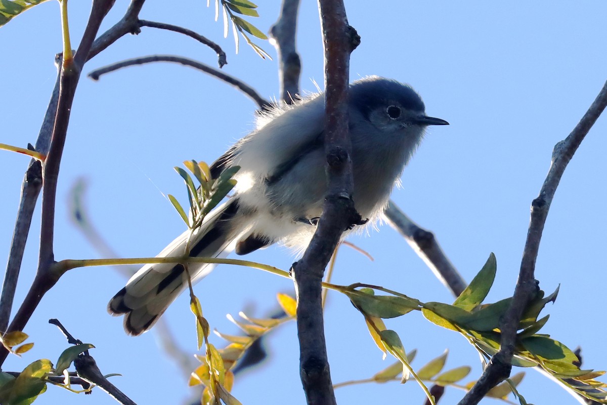 Masked Gnatcatcher - Miguel Angel Bean