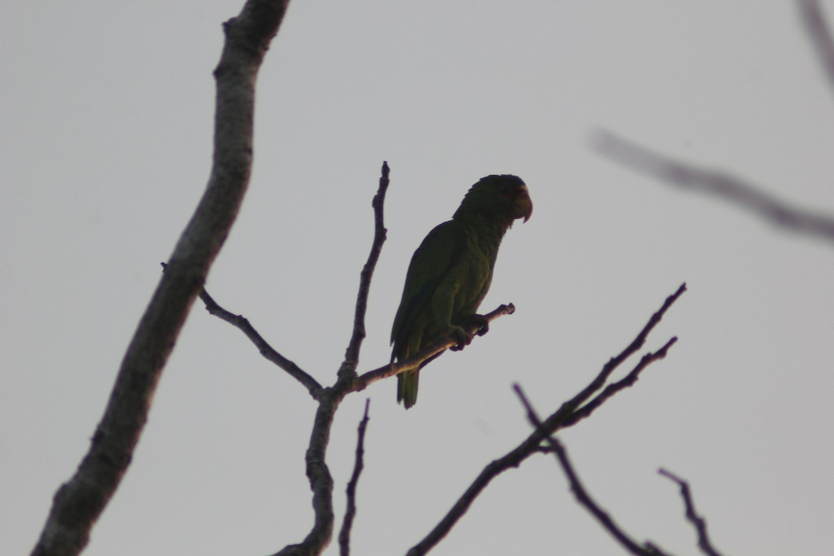 White-fronted Parrot - Carlos Javier Tec