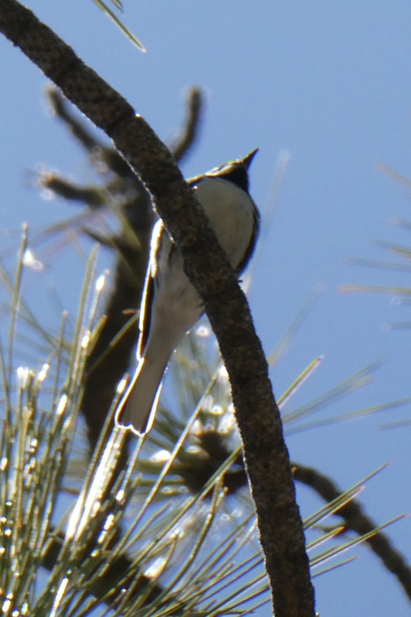 Black-throated Gray Warbler - K K