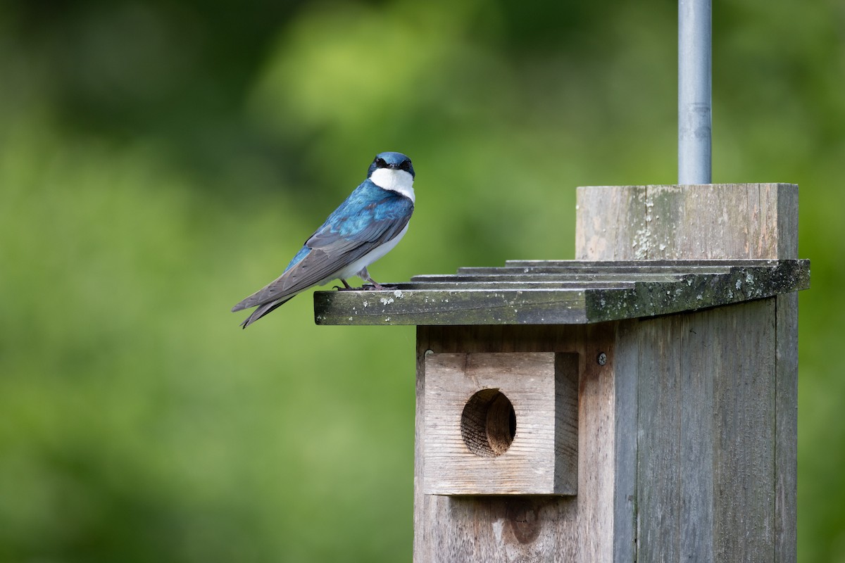 Tree Swallow - ML619415314