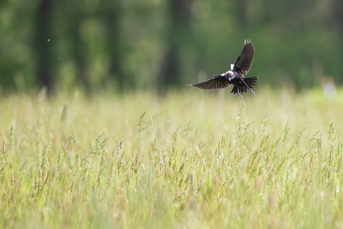 bobolink americký - ML619415316