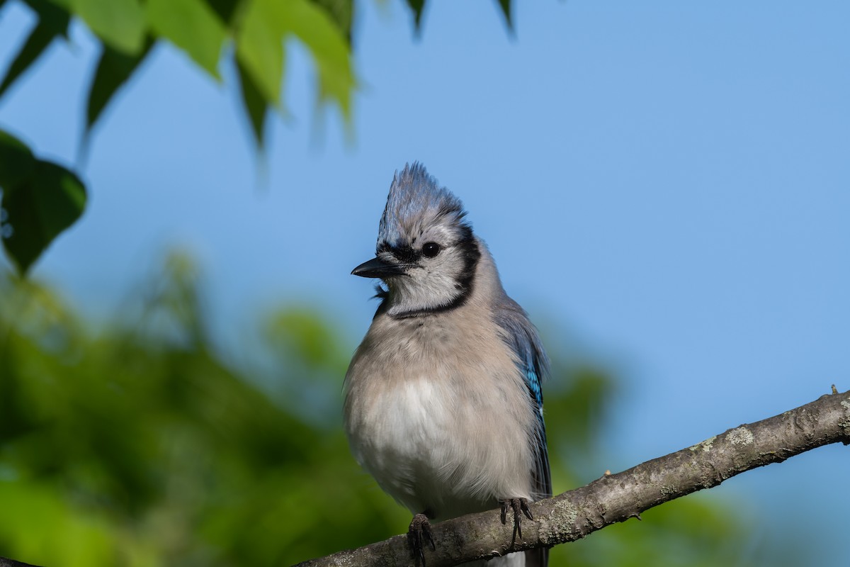 Blue Jay - ML619415334