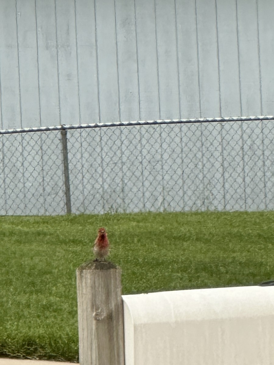 House Finch - Anonymous