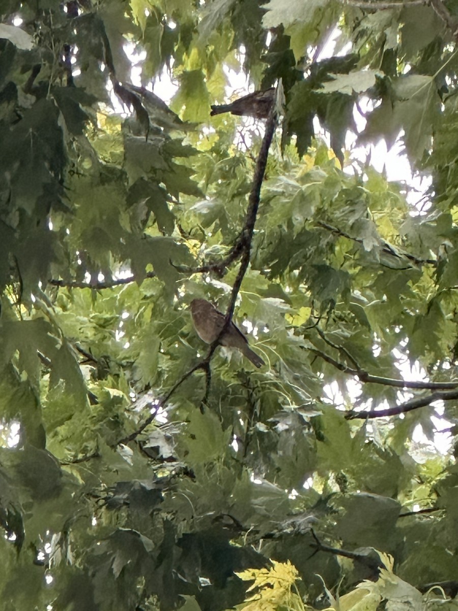 House Finch - Anonymous