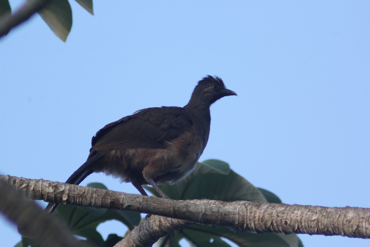 Plain Chachalaca - Carlos Javier Tec