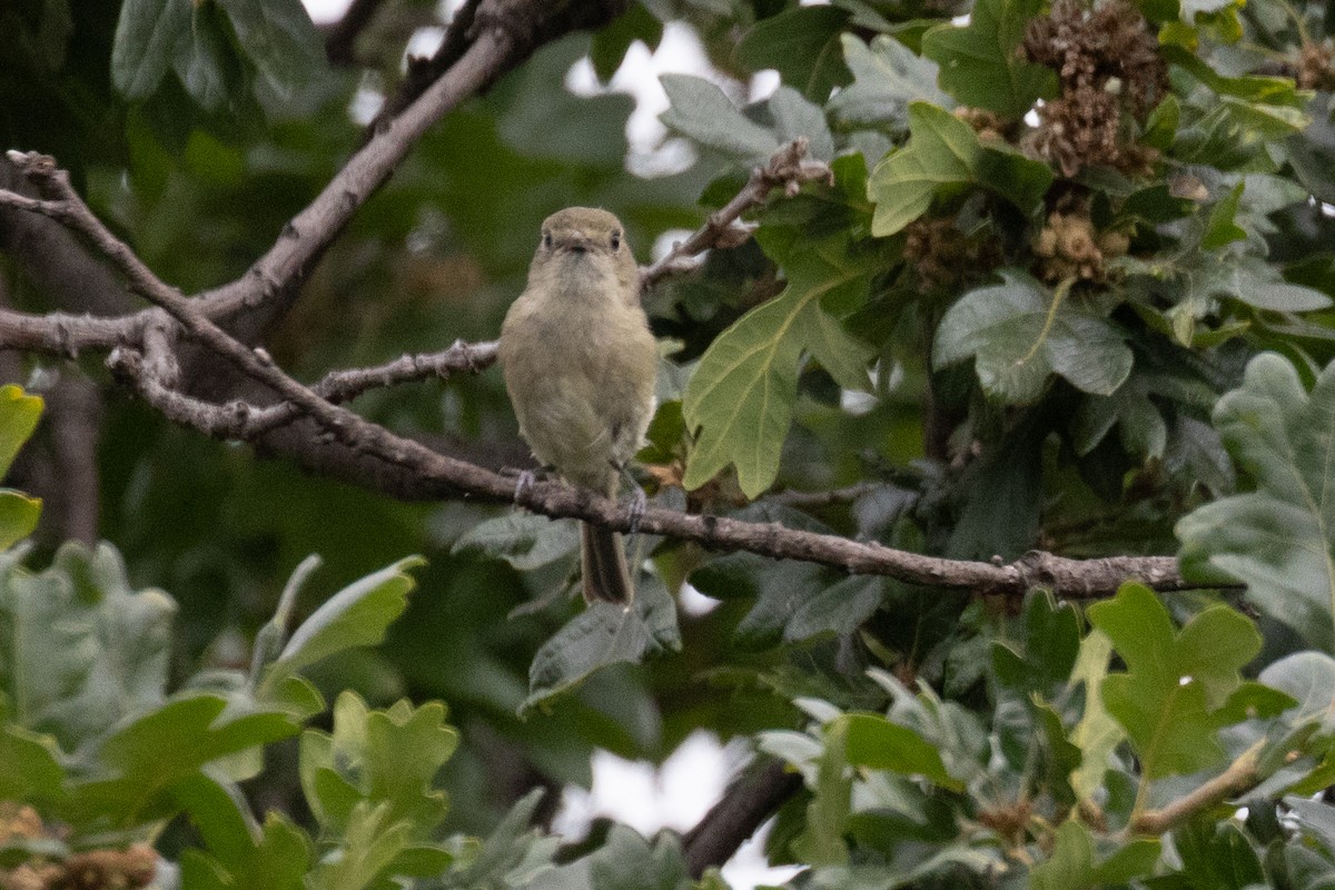 Hutton's Vireo - Scott Marnoy