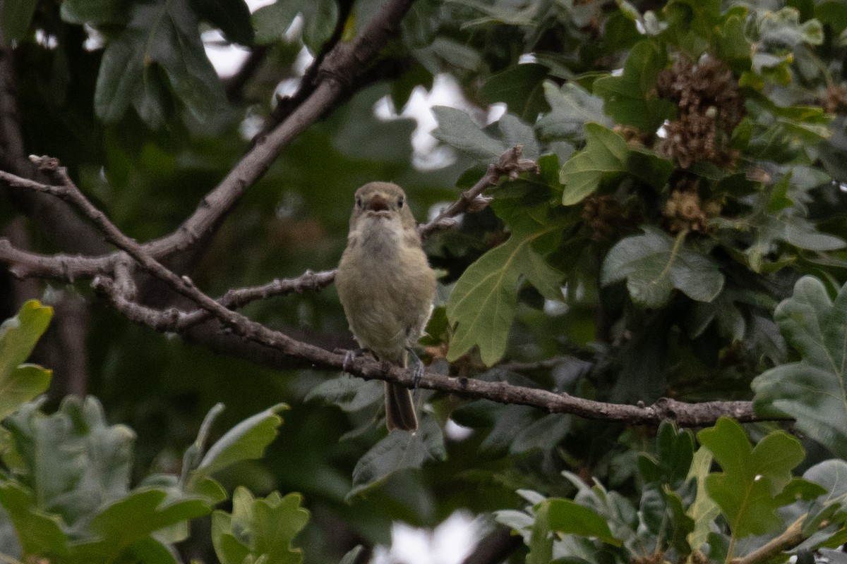 Hutton's Vireo - Scott Marnoy