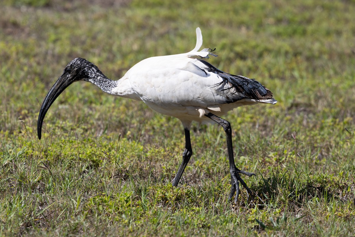 African Sacred Ibis - Walter Beyleveldt