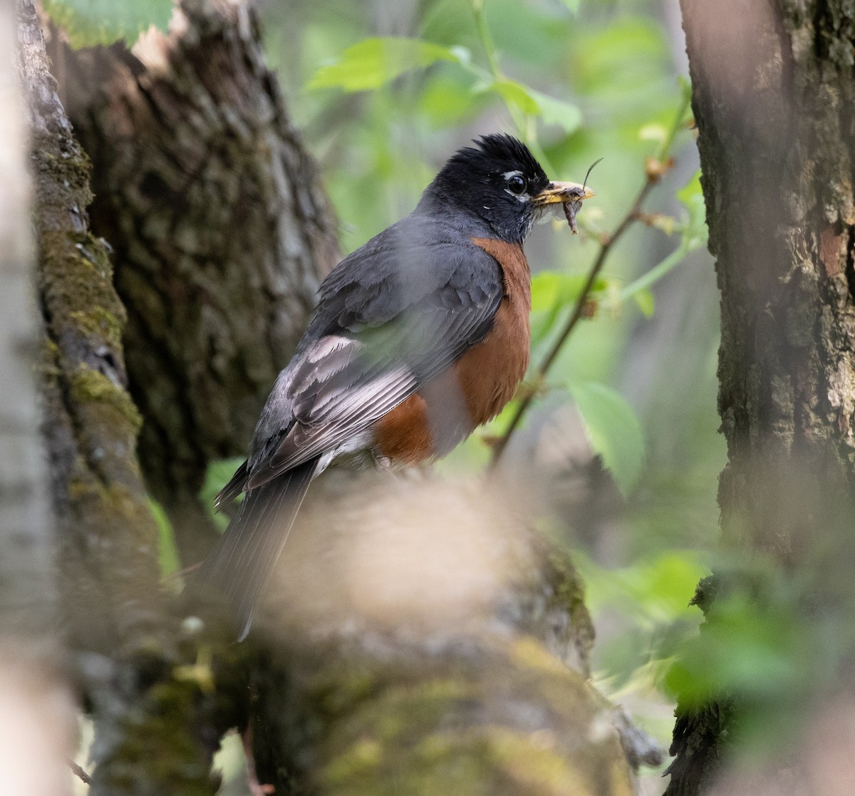 American Robin - Jean Crépeau