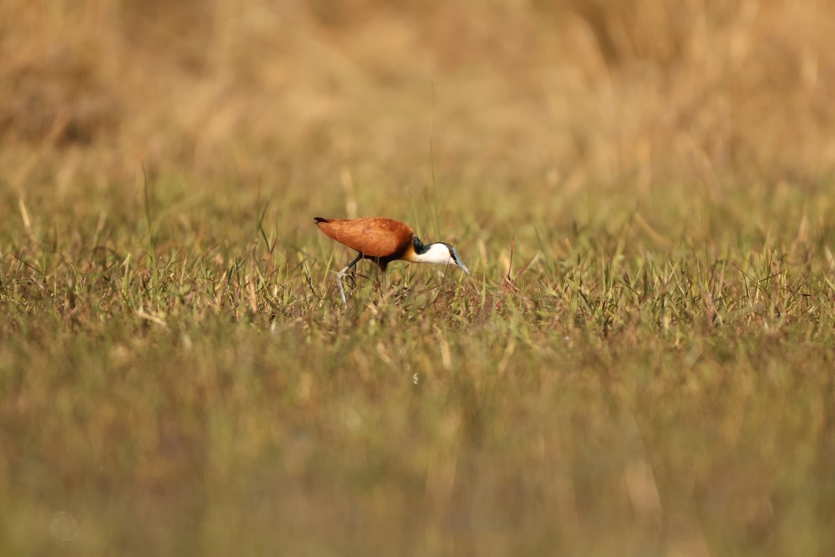 African Jacana - Ada Alden