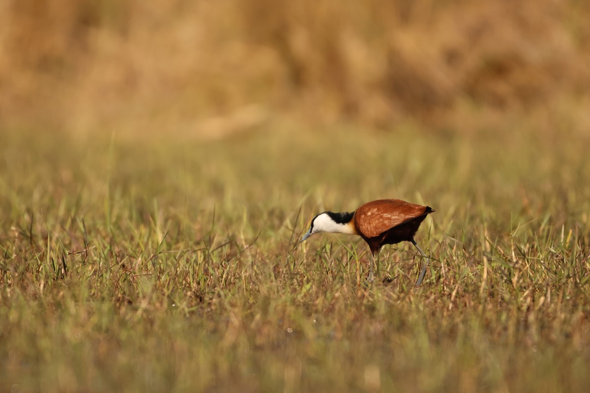 Jacana à poitrine dorée - ML619415366