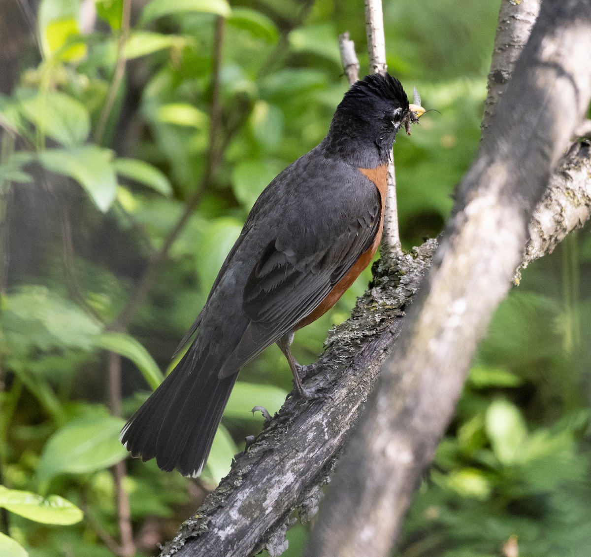 American Robin - Jean Crépeau