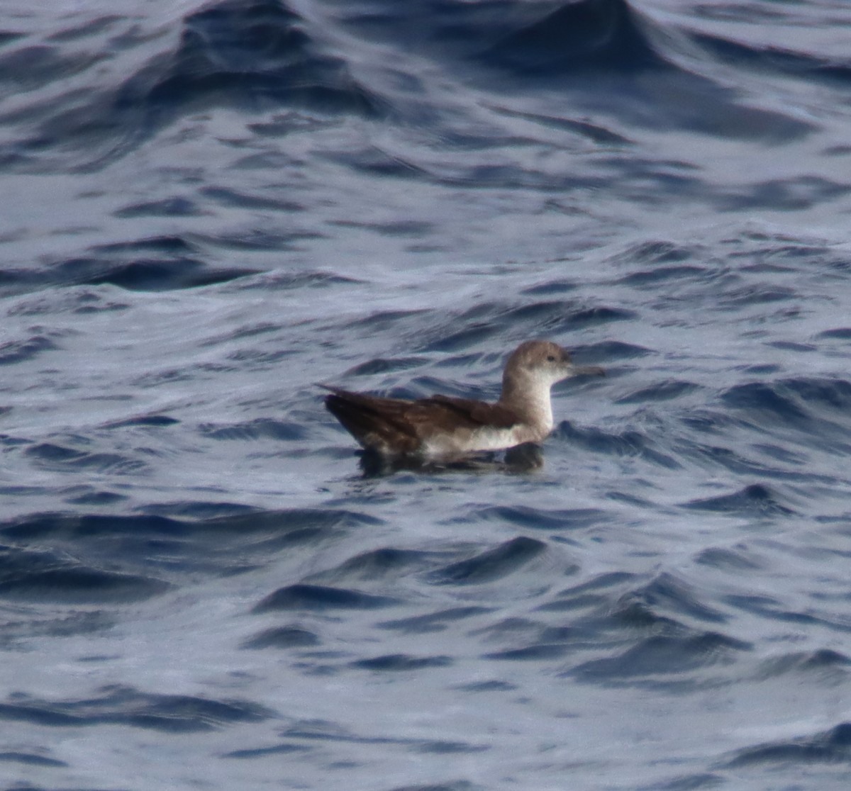 Black-vented Shearwater - Butch Carter