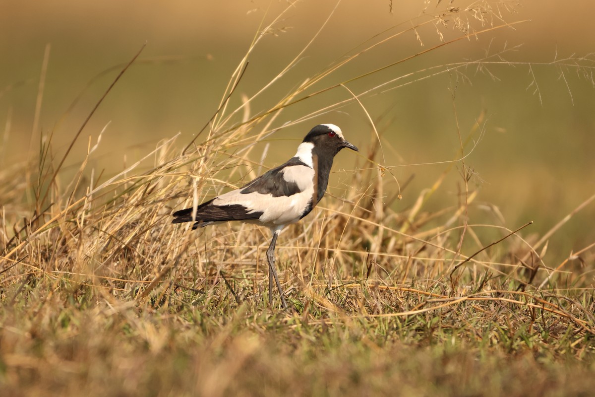 Blacksmith Lapwing - Ada Alden