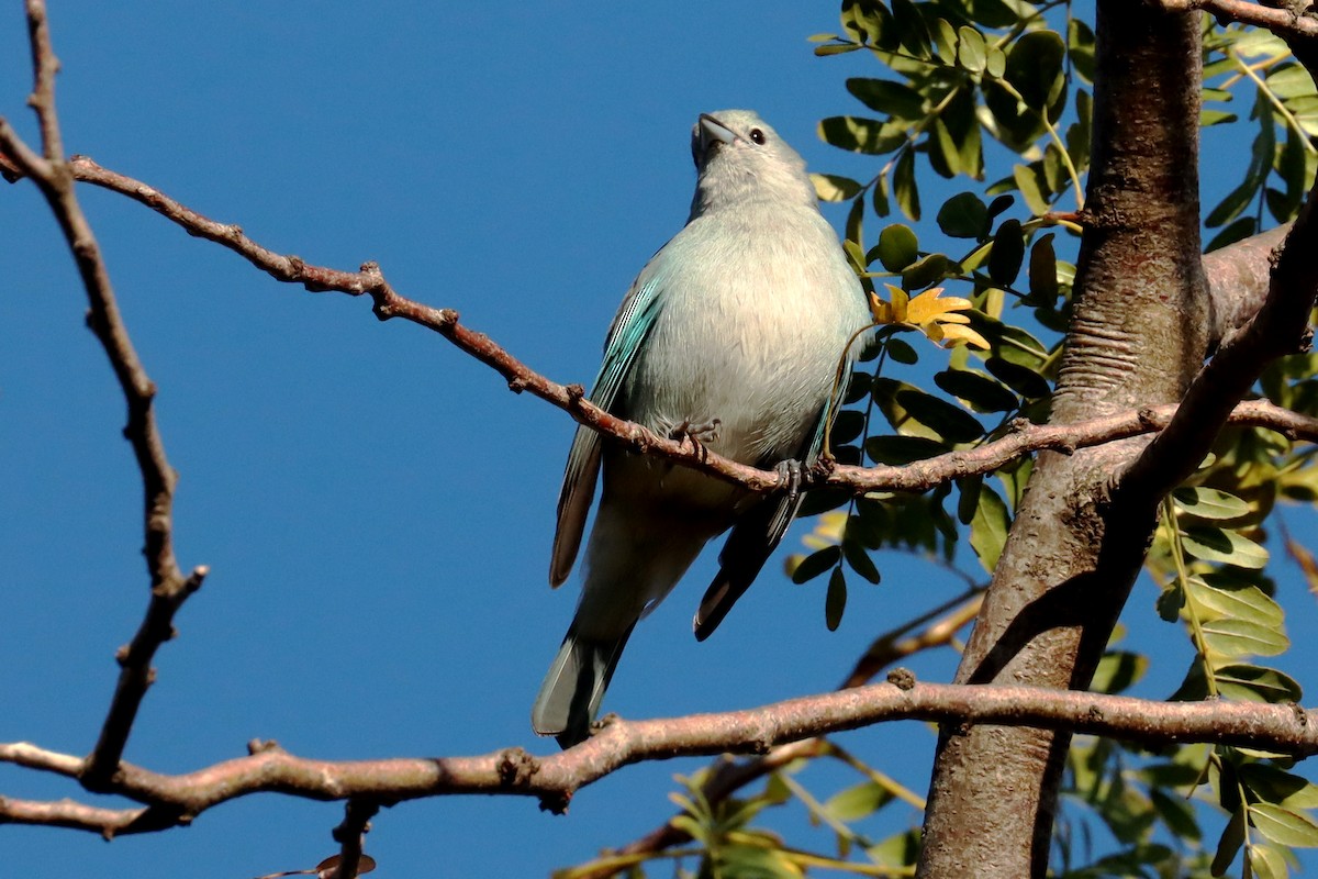 Sayaca Tanager - Miguel Angel Bean