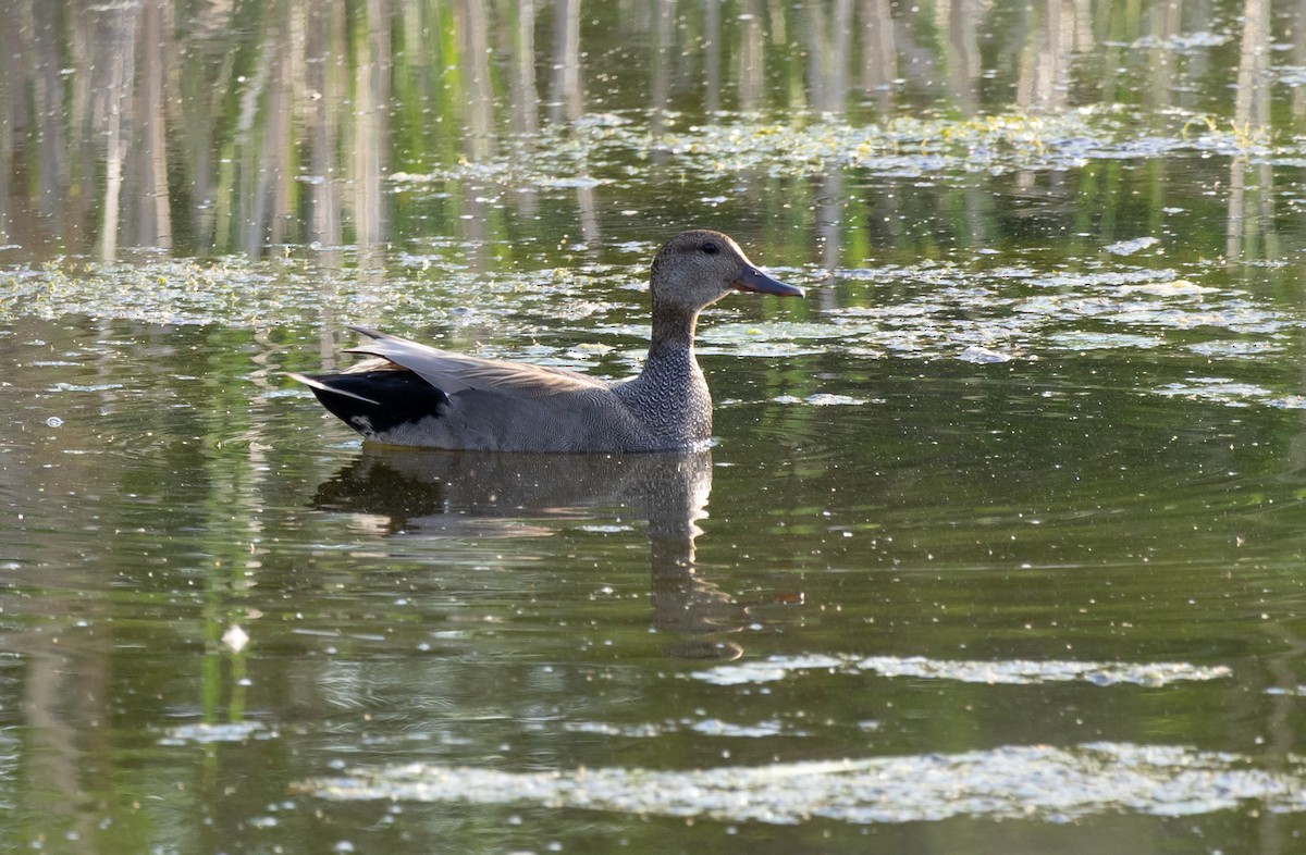 Gadwall - Jean Crépeau