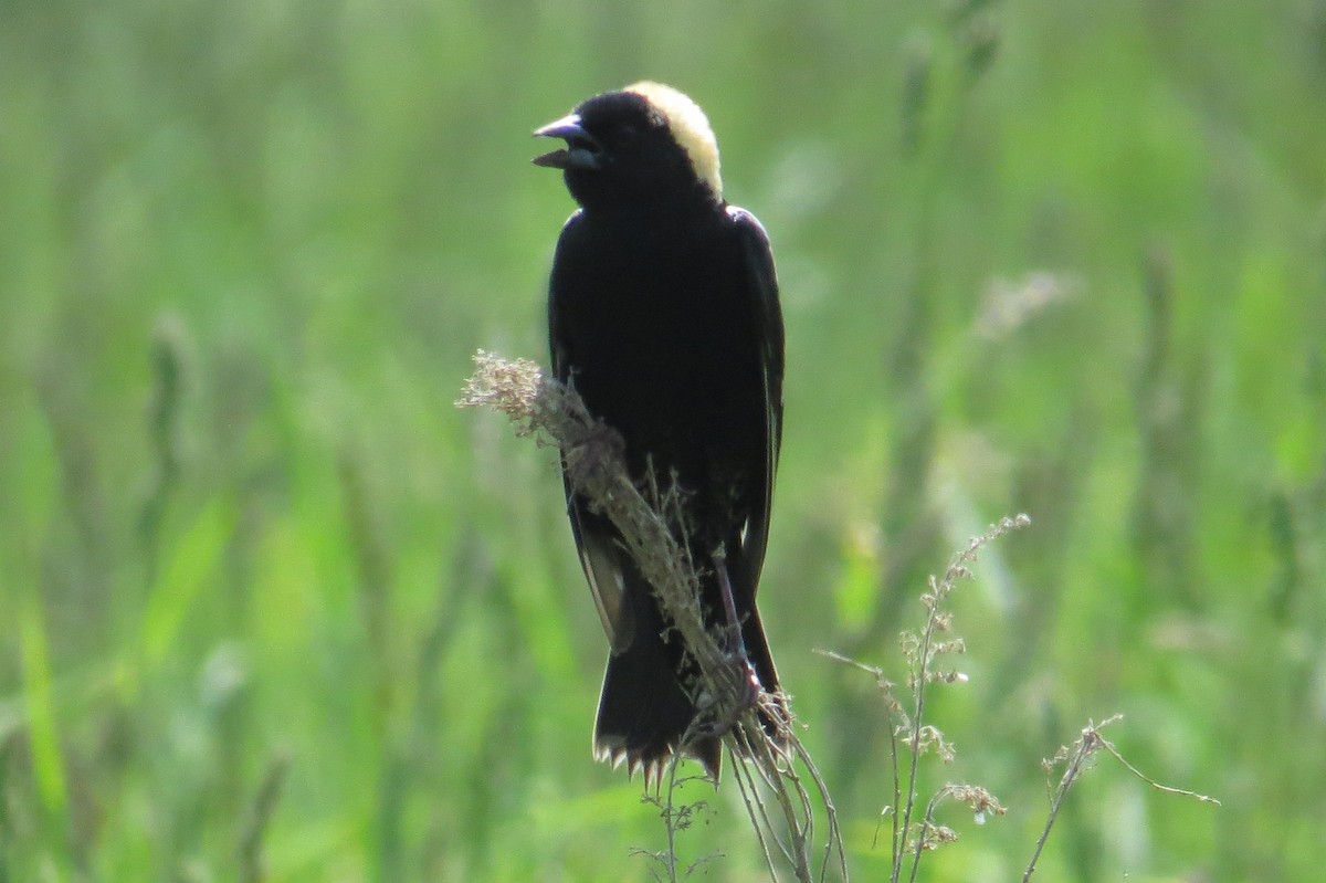 Bobolink - Mayuko Fujino