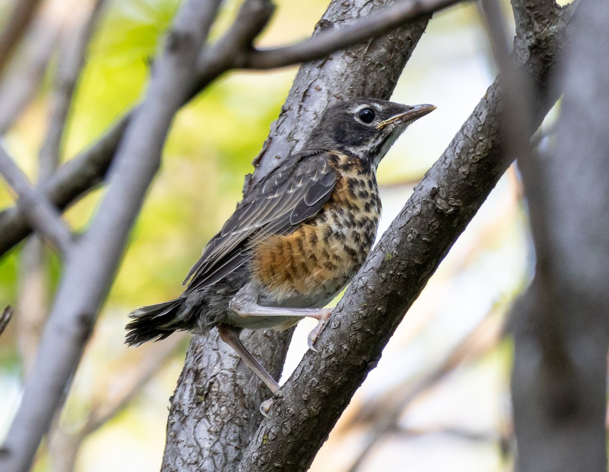 American Robin - Jean Crépeau