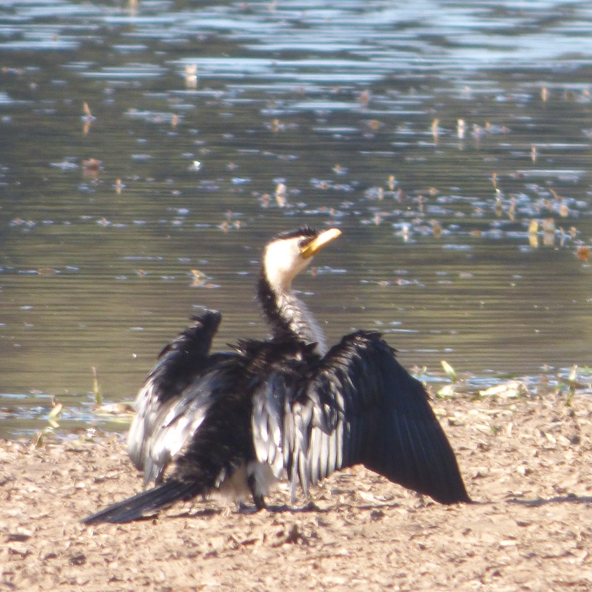 Little Pied Cormorant - ML619415414