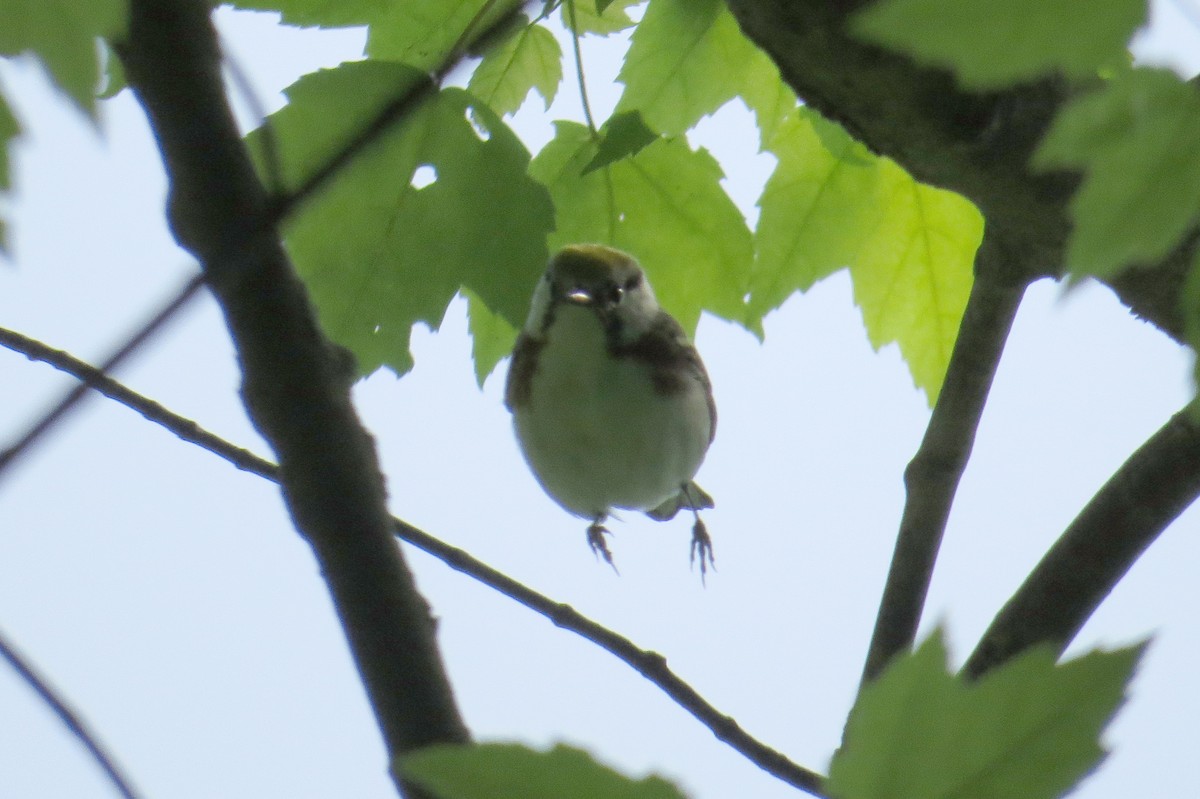 Chestnut-sided Warbler - Mayuko Fujino