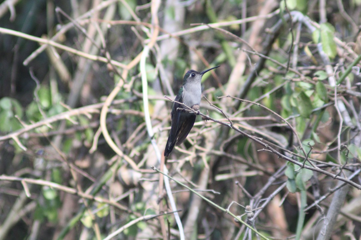 Wedge-tailed Sabrewing - Carlos Javier / Contoy excursions