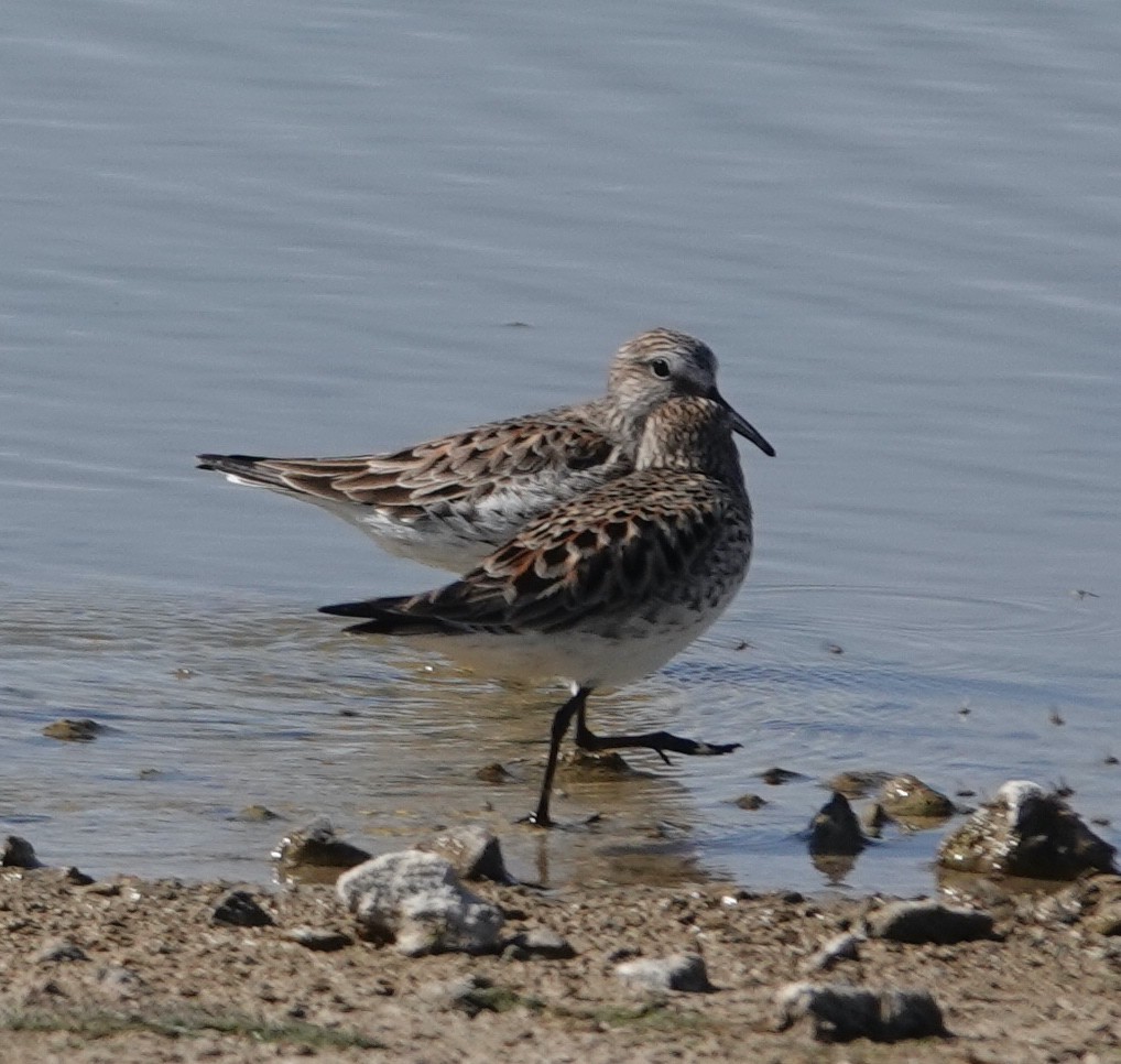 White-rumped Sandpiper - ML619415435