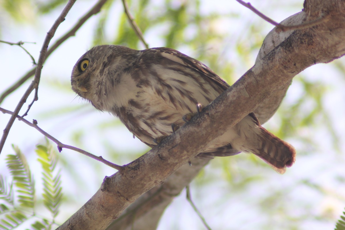 Ferruginous Pygmy-Owl - Carlos Javier / Contoy excursions