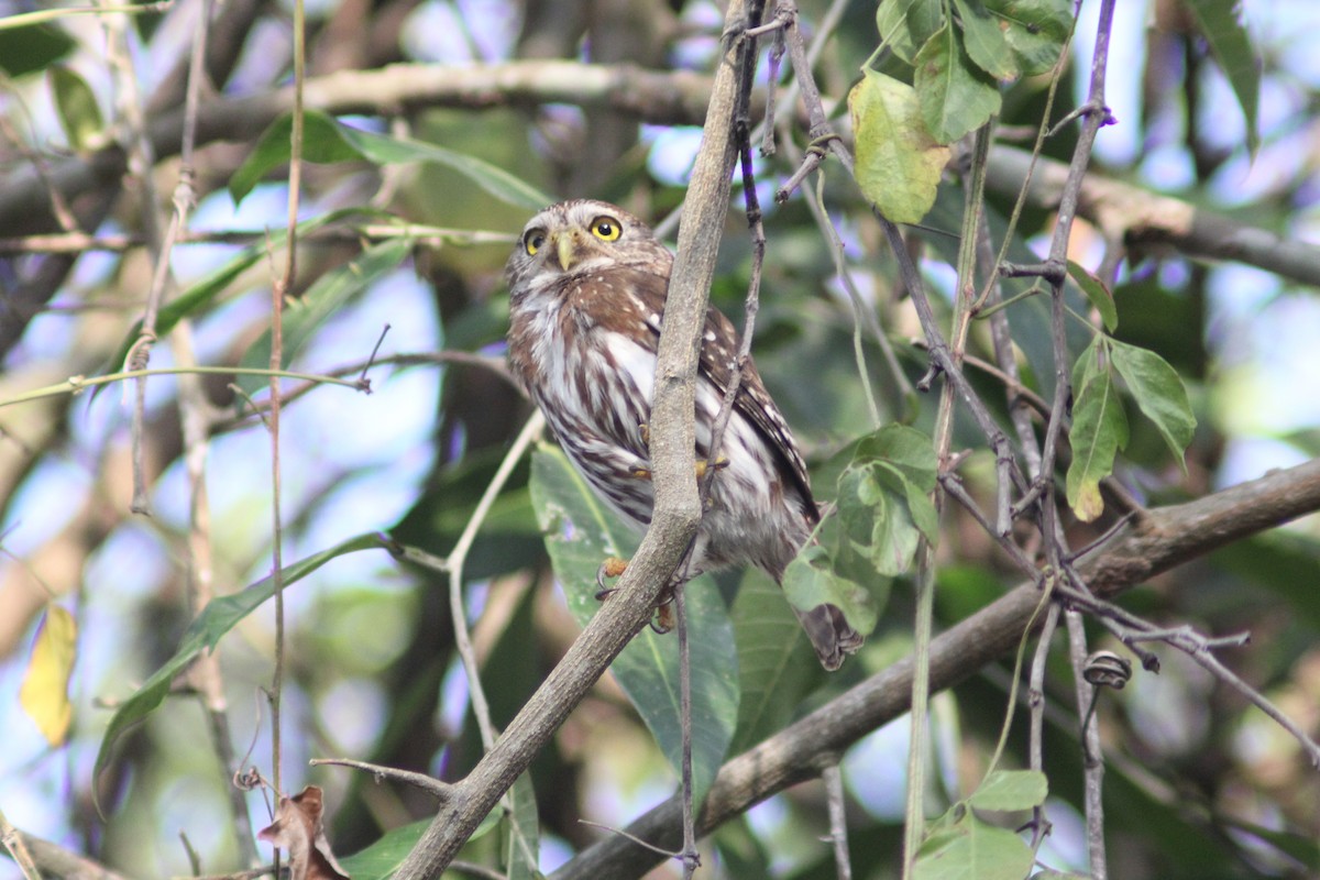 Ferruginous Pygmy-Owl - Carlos Javier / Contoy excursions