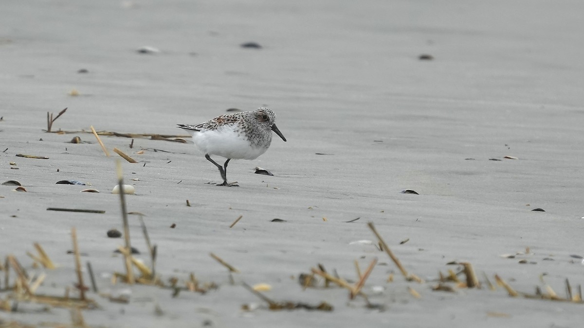 Sanderling - Sunil Thirkannad