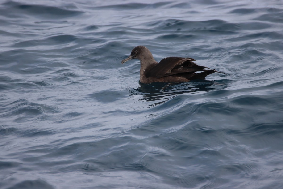 Sooty Shearwater - Butch Carter