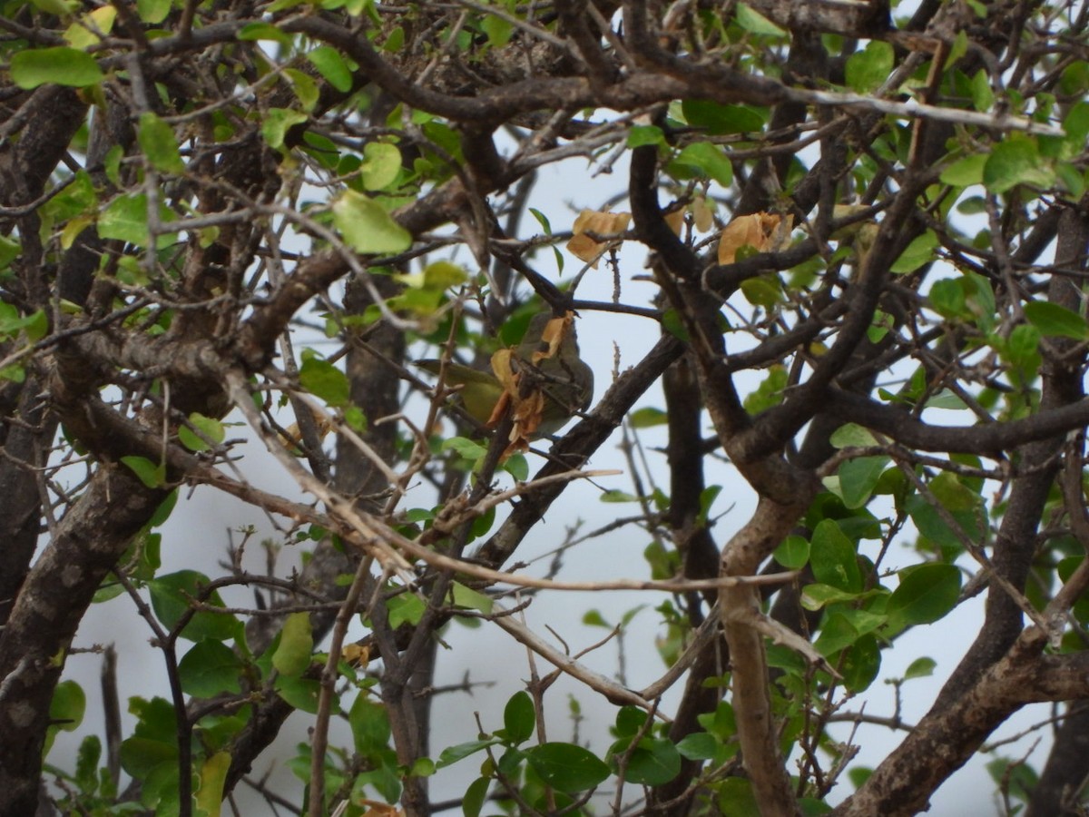 Black-whiskered Vireo - Francisco Contreras @francontreras.80