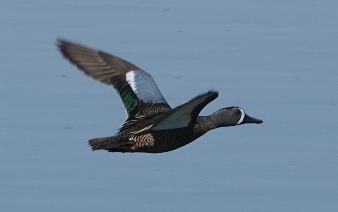 Blue-winged Teal - David McDonald