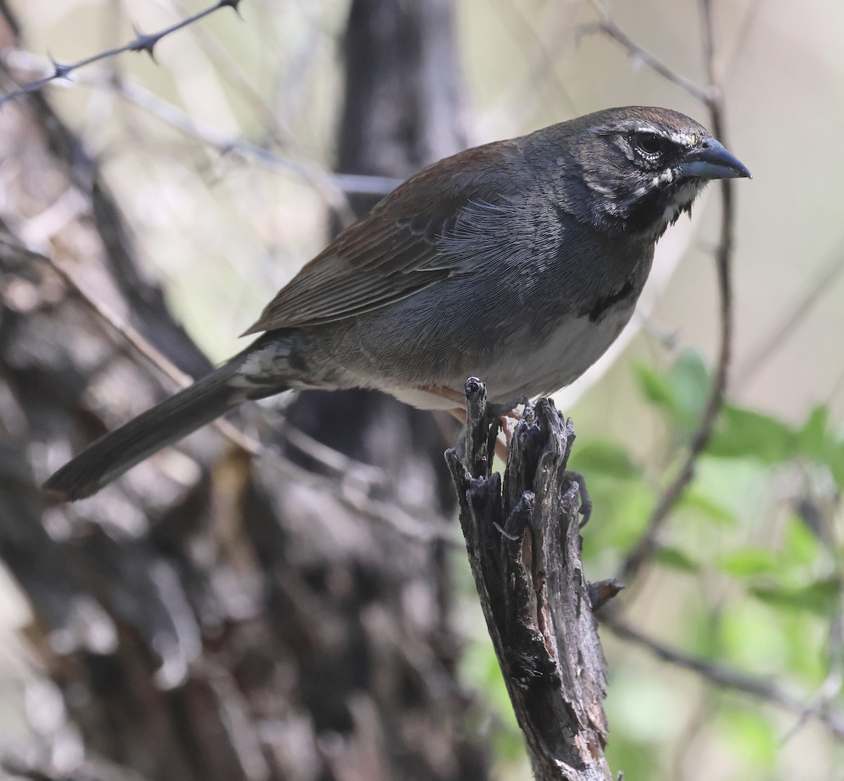 Five-striped Sparrow - ML619415492