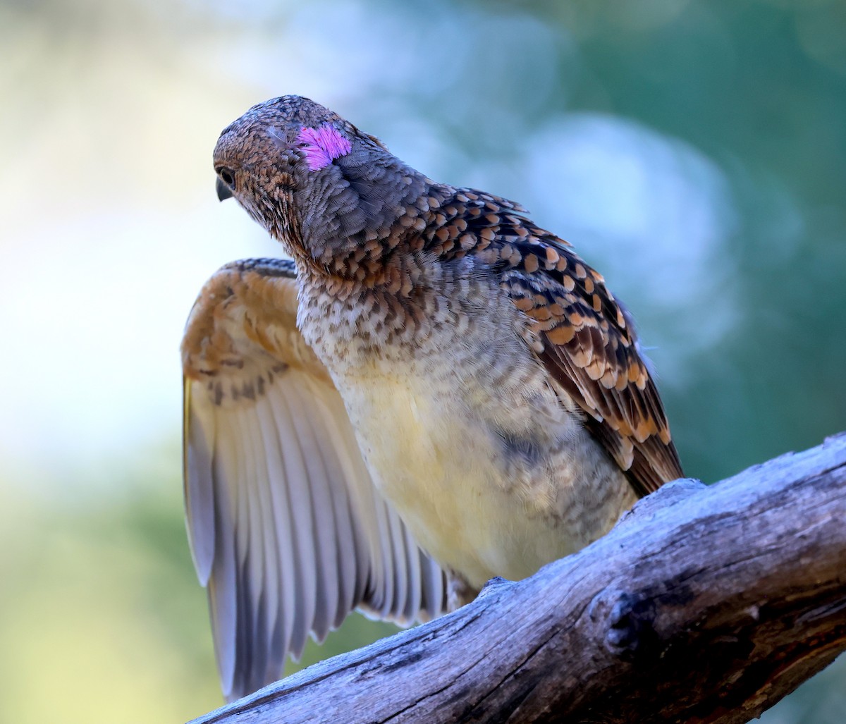 Spotted Bowerbird - Peter Valentine