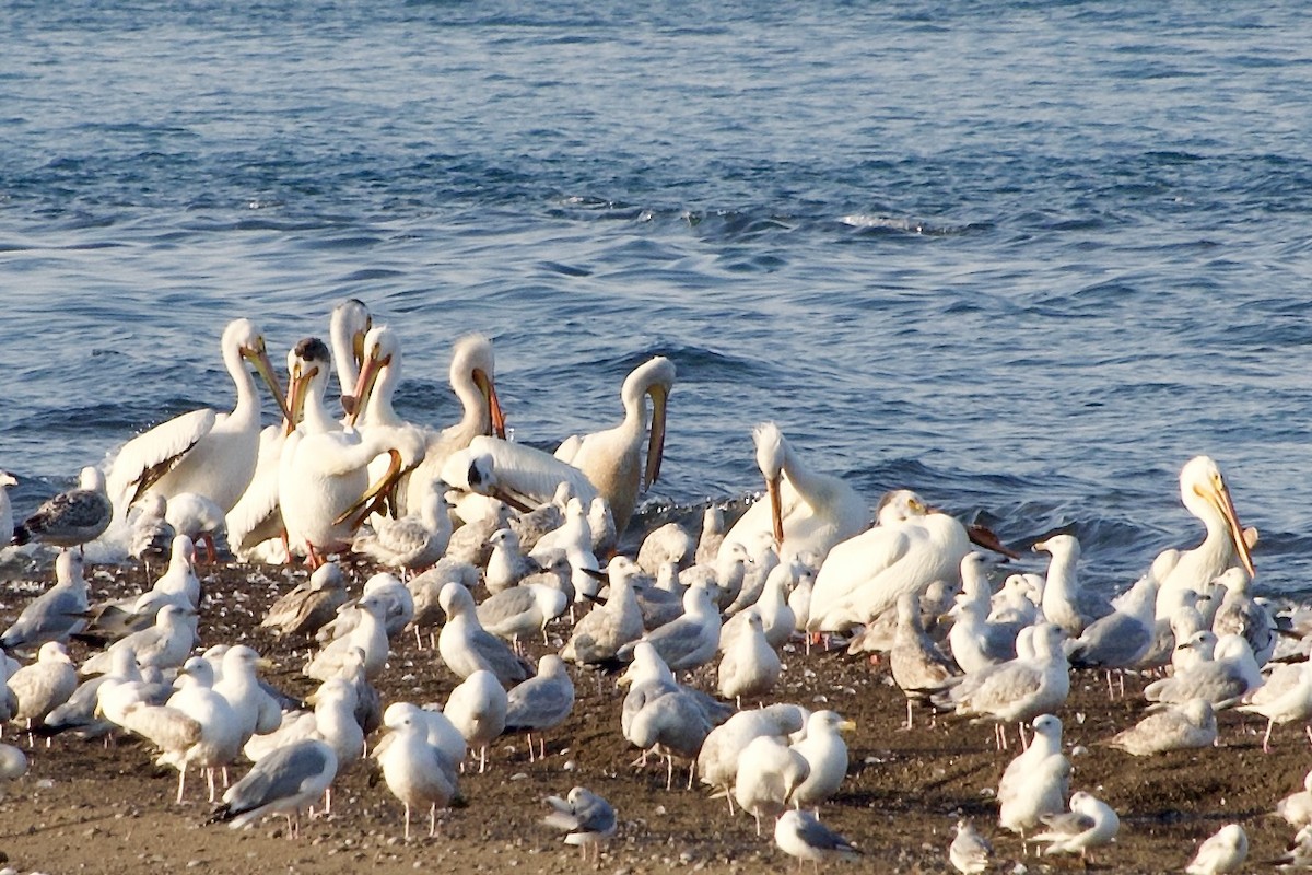 American White Pelican - Jerry Horak