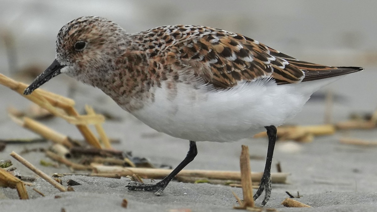 Sanderling - Sunil Thirkannad