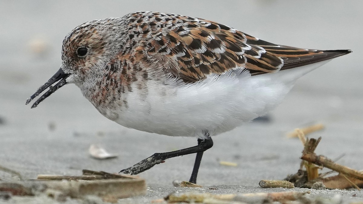 Sanderling - Sunil Thirkannad