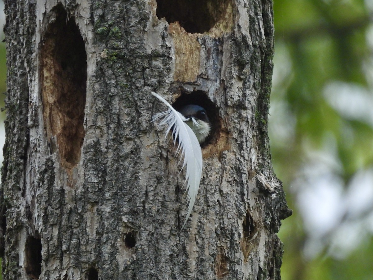 Tree Swallow - Kathy Rigling