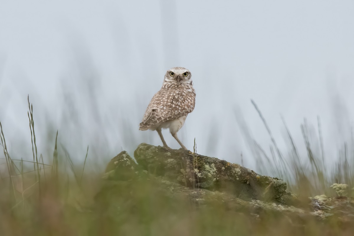 Burrowing Owl - Dominic More O’Ferrall