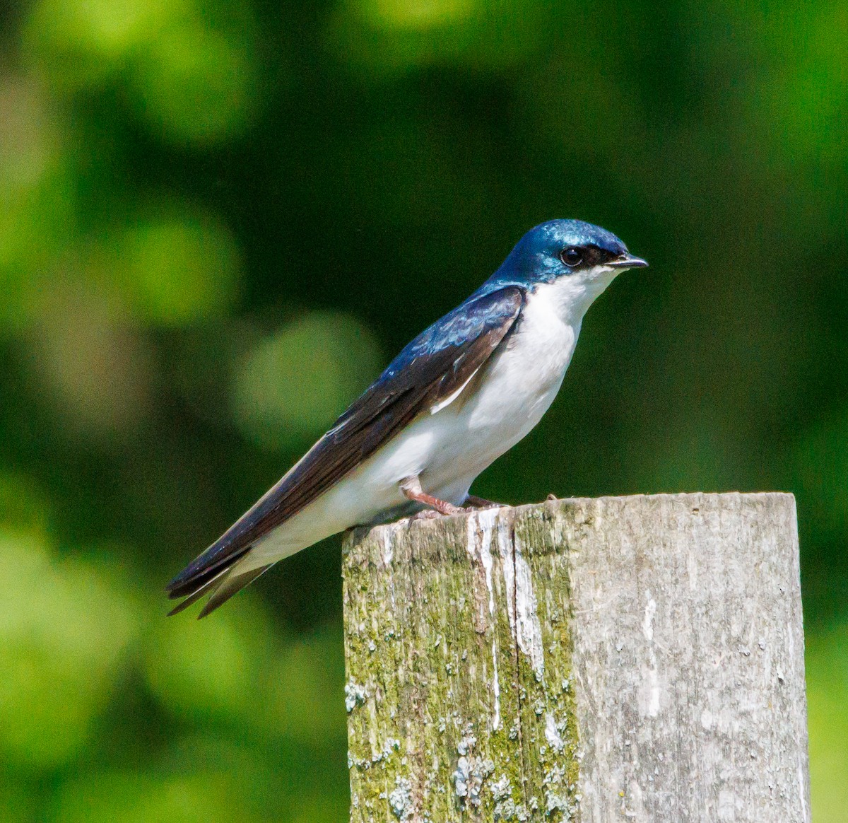 Tree Swallow - Jill Macaulay