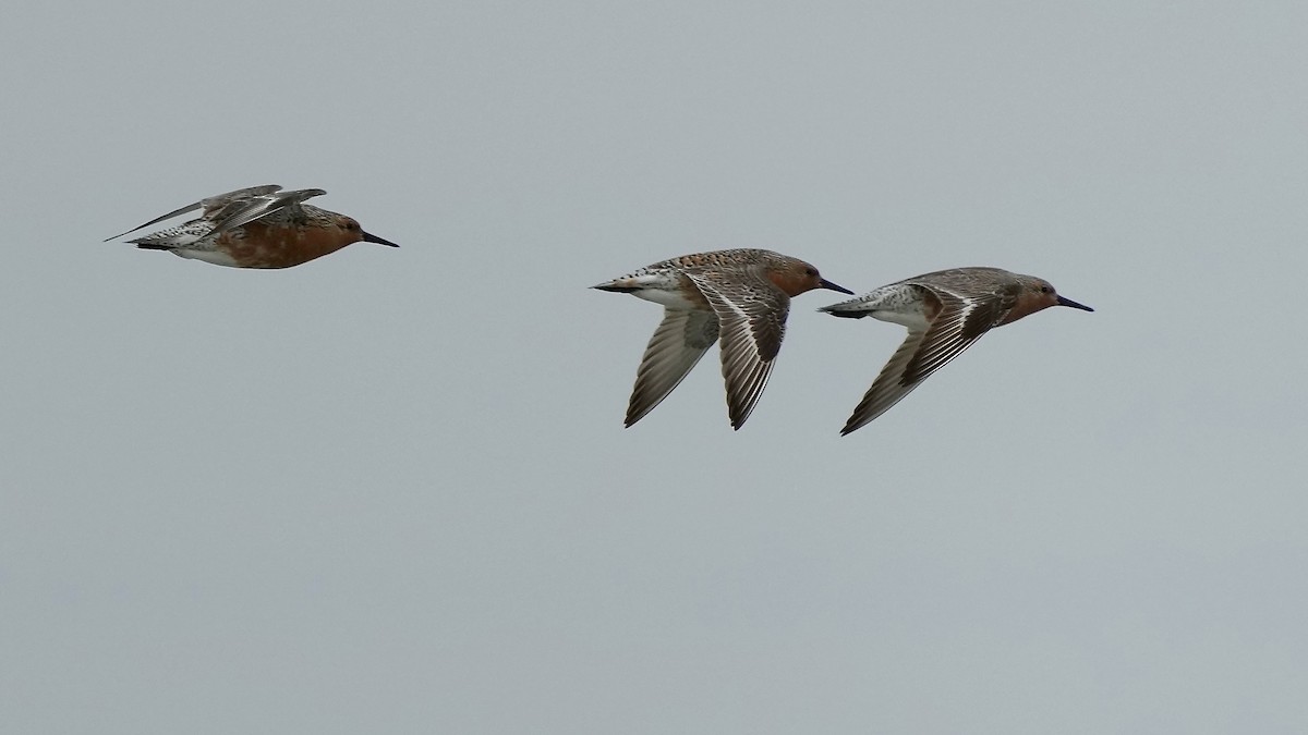 Red Knot - Sunil Thirkannad