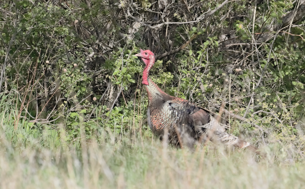 Wild Turkey - ML619415545