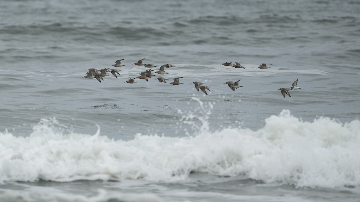 Red Knot - Sunil Thirkannad