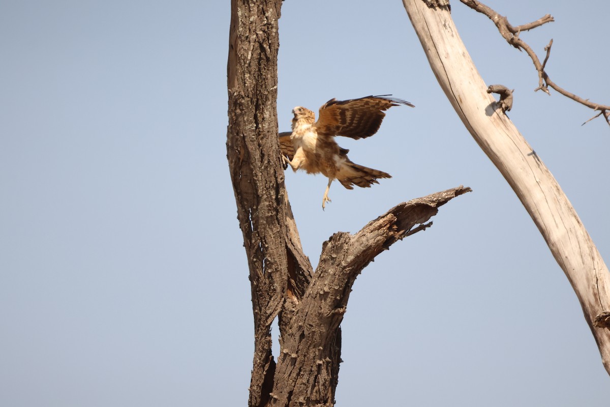 African Harrier-Hawk - ML619415549