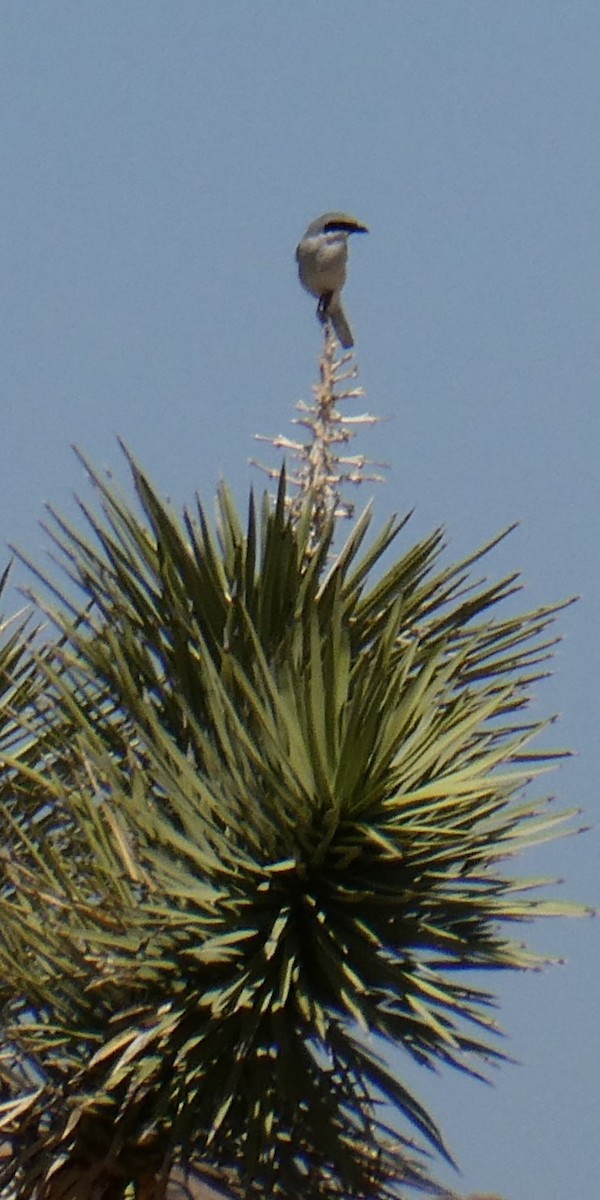 Loggerhead Shrike - K K